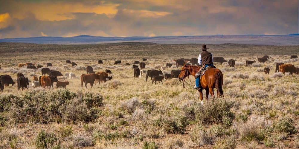 Three “Crazy” Reasons Beef Prices Are Going to Skyrocket