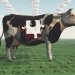 Genetically Modified Cattle